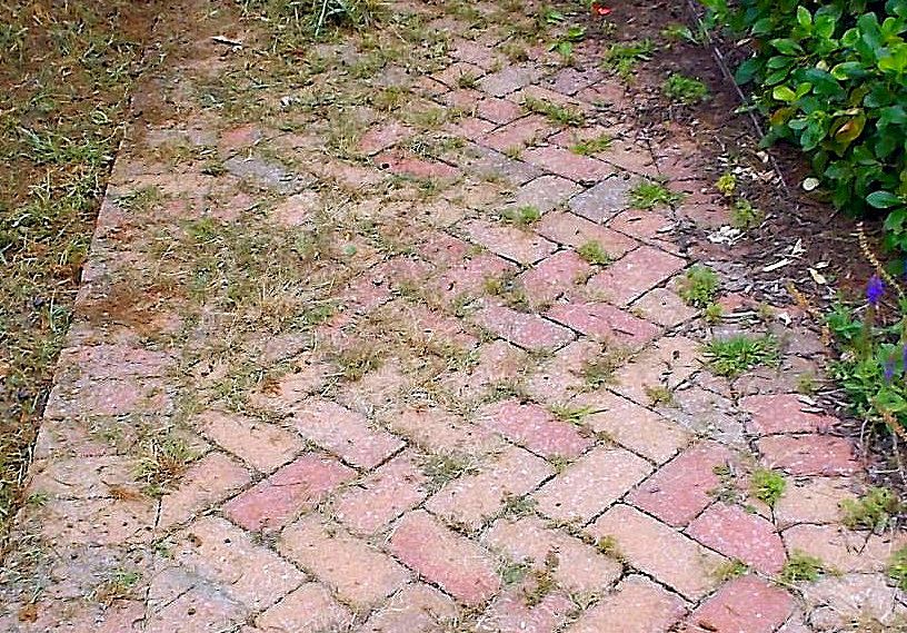 Weed in pavers