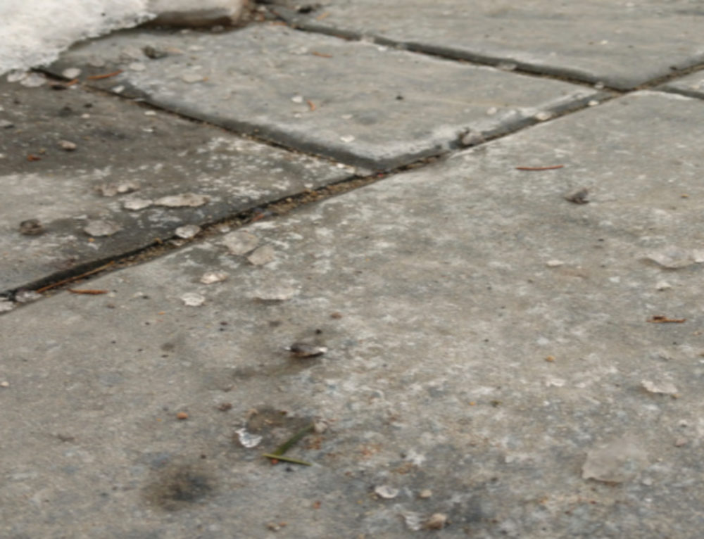 How ants and other pests can damage your patio The Paver Savers