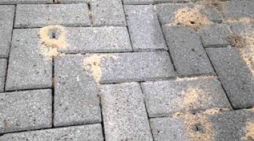 How ants and other pests can damage your patio and what to do about them